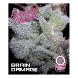 Growers Choice Braindamage Autoflowering