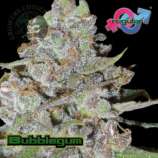 Growers Choice Bubblegum