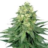 Growers Choice Cinderella 99 Automatic