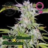 Growers Choice Pink Diesel Amnesia Autoflowering