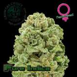 Growers Choice Pure Indica