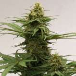 Growi Seeds Amsterdam Growi Original Haze