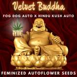 Happy Bird Seeds Velvet Buddha