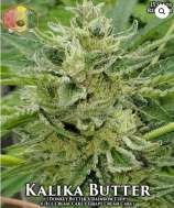 Hawaiian Budline Kalika Butter