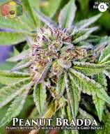 Hawaiian Budline Peanut Bradda