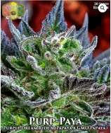 Hawaiian Budline Purp-Paya