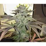 Hazeman Seeds Grape 13