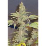 Hazeman Seeds Strawberry Cough