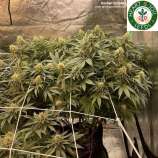 Heart & Soil Seeds Kosher Climber