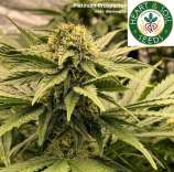 Heart & Soil Seeds Platinum Prospector