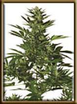 High Quality Seeds Original Californian Orange Skunk