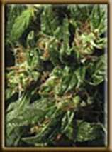 High Quality Seeds Swazi x Skunk