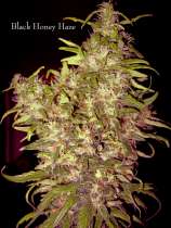 Holy Smoke Seeds Black Honey Haze