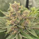 Huba Seed Bank Purple OG