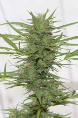 Humboldt Seed Organisation Dedoverde Haze Autoflowering