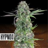 Hypno Seeds Cream Brulee