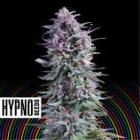 Hypno Seeds Hypno Zkittlez