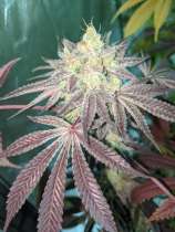 ITC Genetics Coco Loco