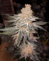 In House Genetics Jelly Breath S1