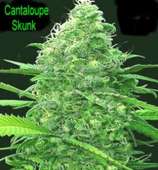 Insane Seed Posse Cantaloupe Skunk