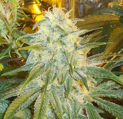 Orange Diesel (von Insane Seed Posse) :: Cannabis Sorten Infos