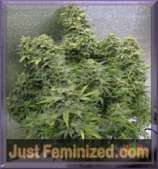 JustFeminized.com Auto Low Widow