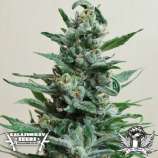 Kalashnikov Seeds Moscow Blueberry Auto