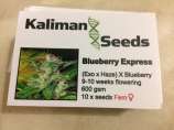 Kaliman Seeds Blueberry Express