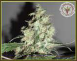 Kali's Fruitful Cannabis Seeds A Cheesy Mist