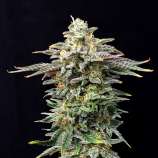 Kannabia Seeds Cherry Dream