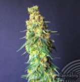 Kannabia Seeds White Domina CBD