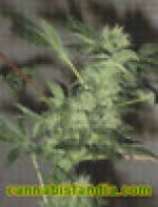 Kannabia Seeds White Wild