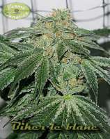 Karma Genetics Biker le blanc