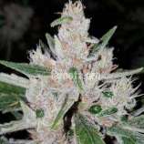 Karma Genetics Crumbled Lime