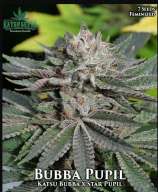 Katsu Seeds Bubba Pupil