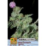 Kera Seeds Pineapple Sativa