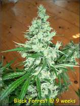 Kingdom Organic Seeds Black Forrest