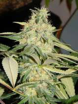 Kingdom Organic Seeds Dark Matter