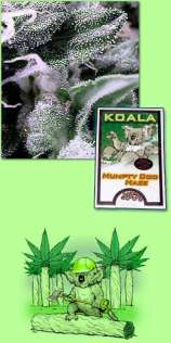 Koala Seeds Humpty Doo Haze