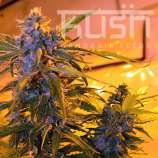 Kush Cannabis Seeds Critical Kush Auto