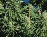 Kush Cannabis Seeds Diesel Kush