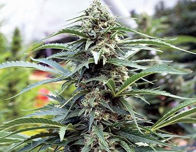 OG Kush (von Kush Cannabis Seeds) :: Cannabis Sorten Infos