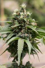 LaMota Seeds Do-Si-Dos Cake Autoflowering