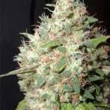 Lady Sativa Genetics Bubba Orange Kush