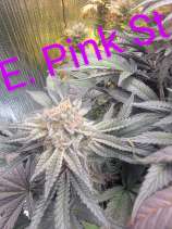 Lazy Daizy Genetics E. Pink St.