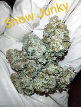 Lazy Daizy Genetics Snow Junky