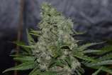 Lineage Genetics Black Zombie