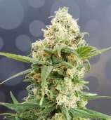 Lineage Genetics Pineapple Auto Feminised