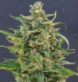 Lineage Genetics Triple XL Auto