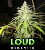 Loud Seeds Dementia